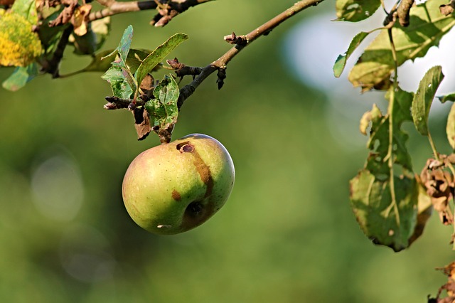 Cosa si intende per spreco alimentare